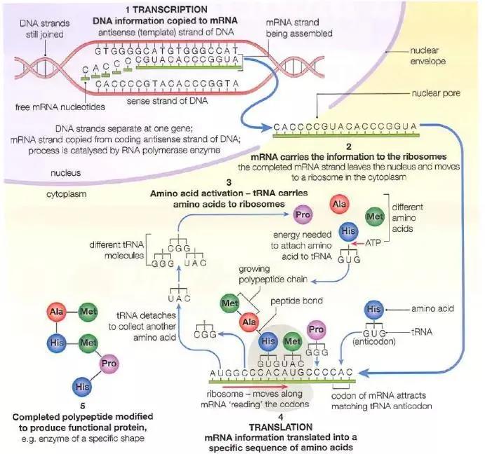 A-Level生物篇