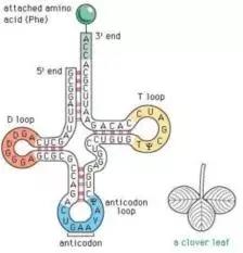 A-Level生物篇